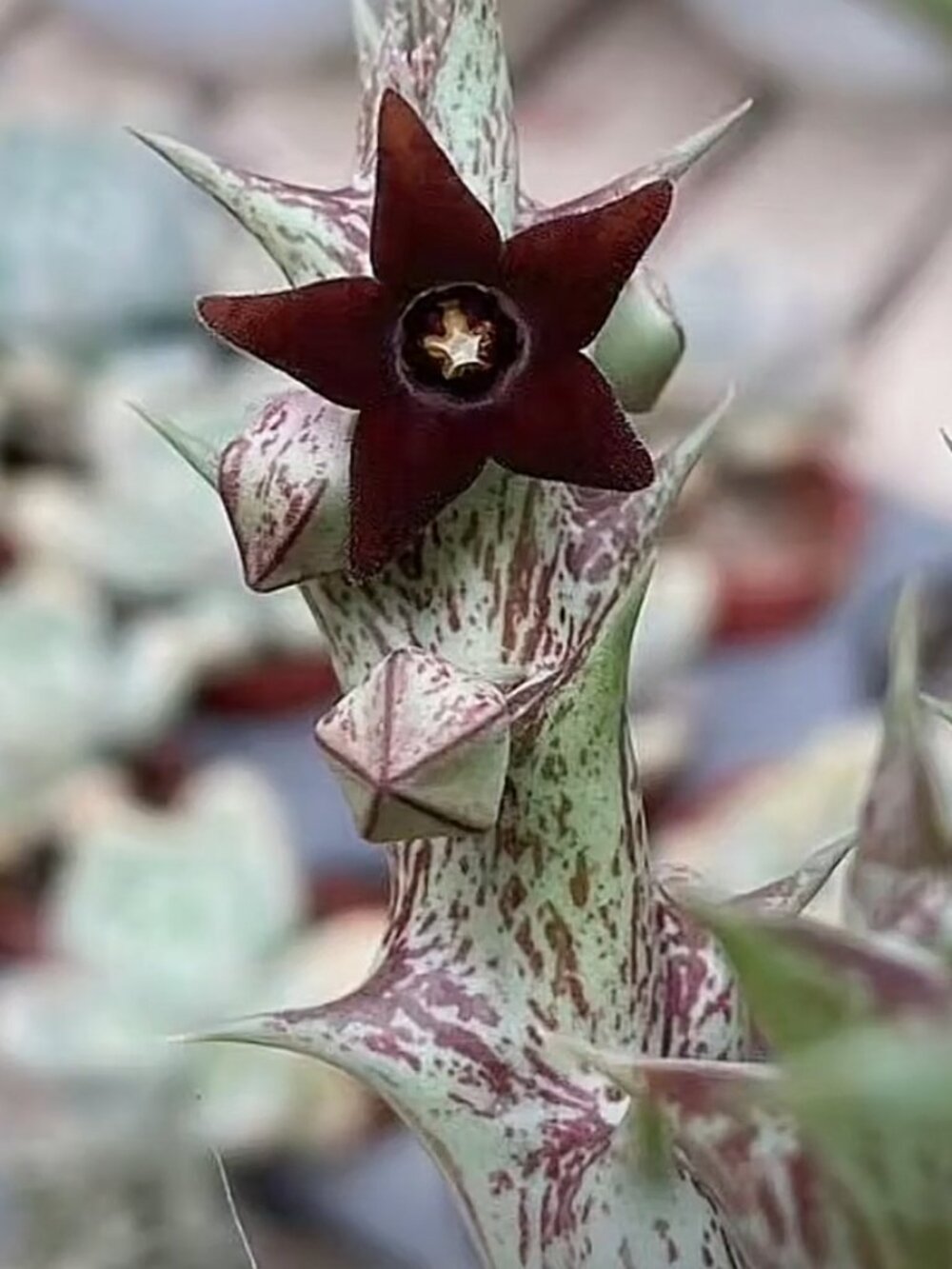 1xOrbea decaisneana Stem – Rare Carrion Flower Succulent Starfish “cactus” 紫龙角